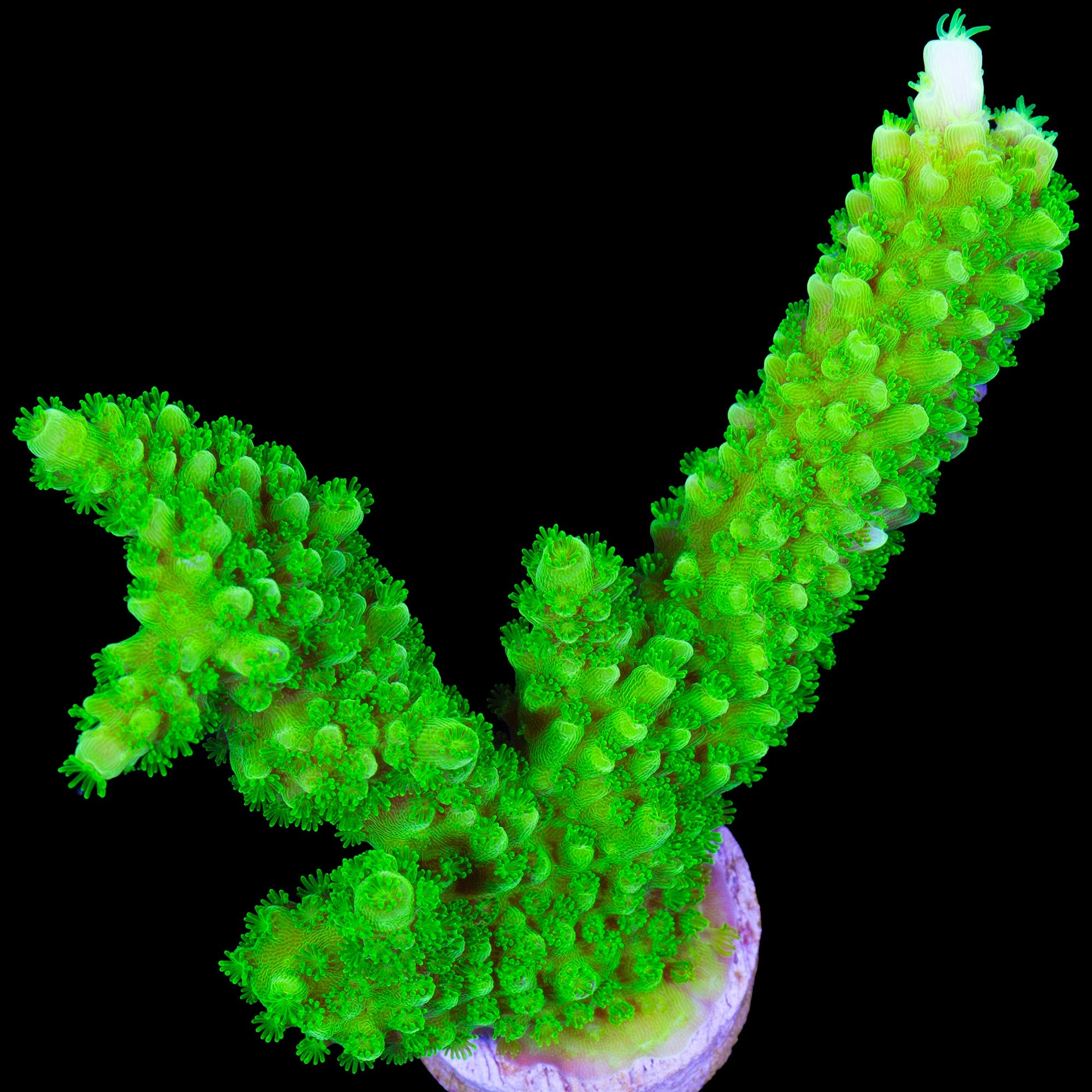 Bali Green Slimer Acropora - Lg Frag