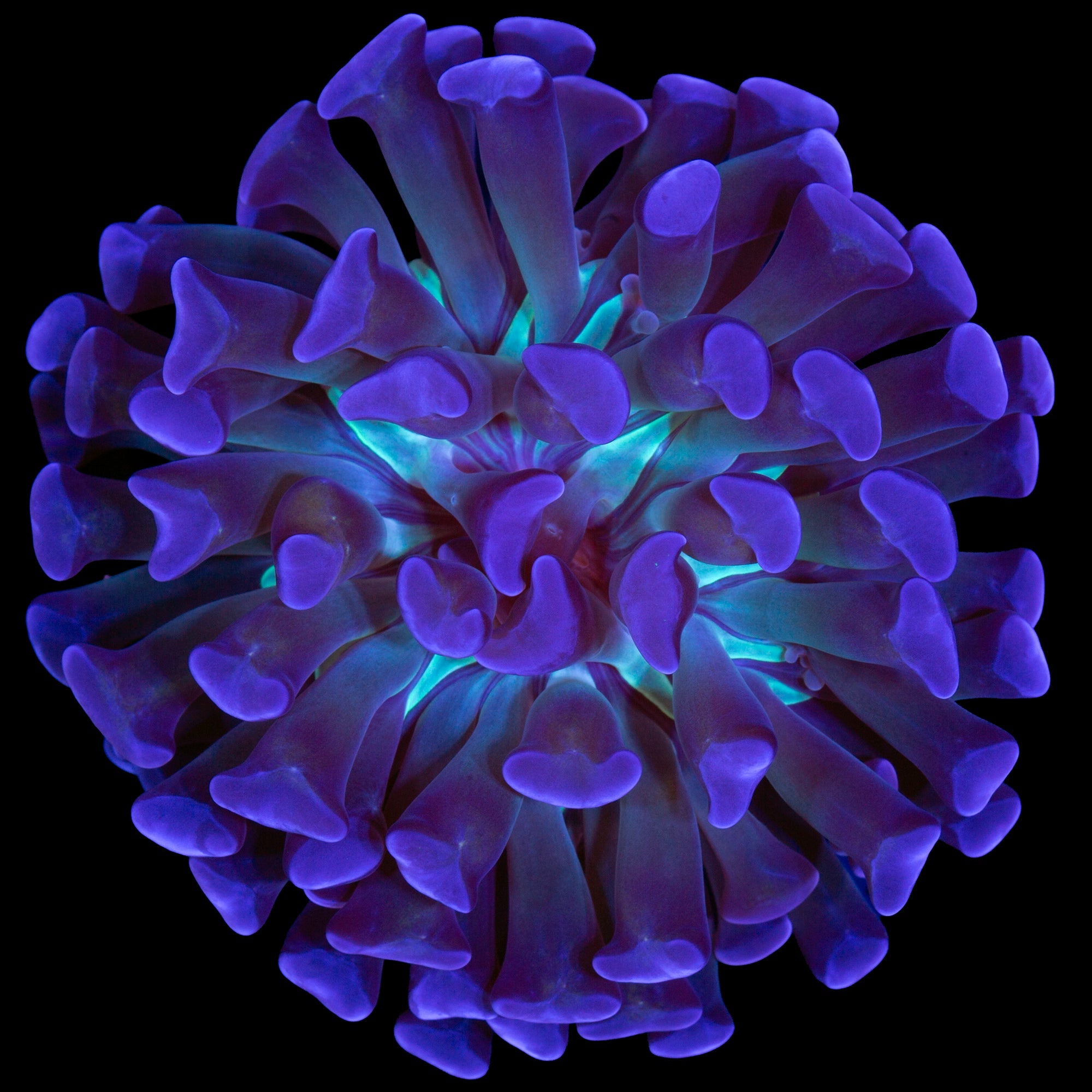 Green Center Branching Hammer Coral