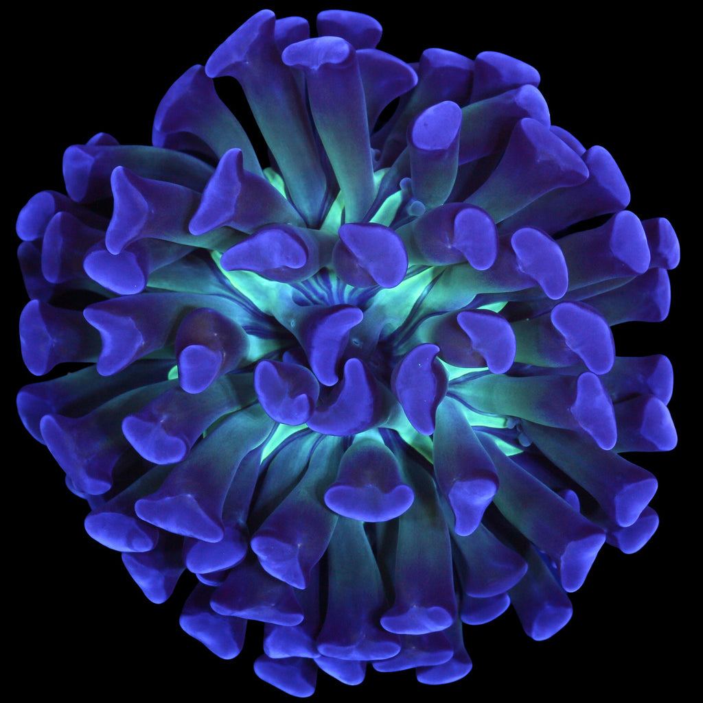 Green Center Branching Hammer Coral