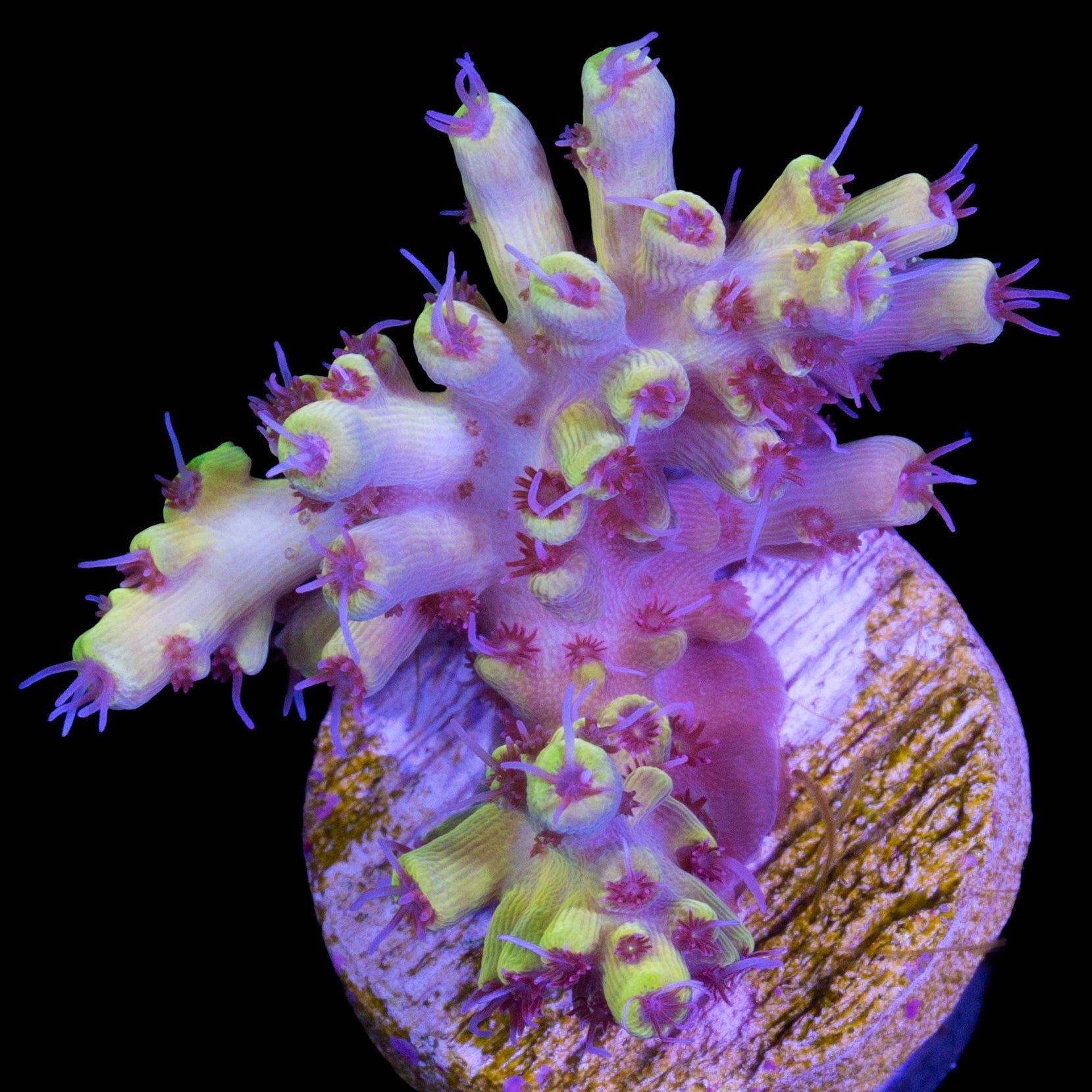 Pink Floyd Acropora Coral - Chunky Frag