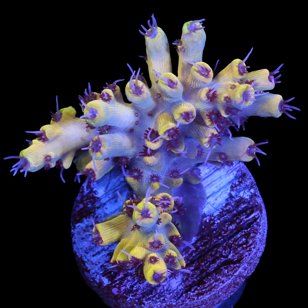 Pink Floyd Acropora Coral - Chunky Frag