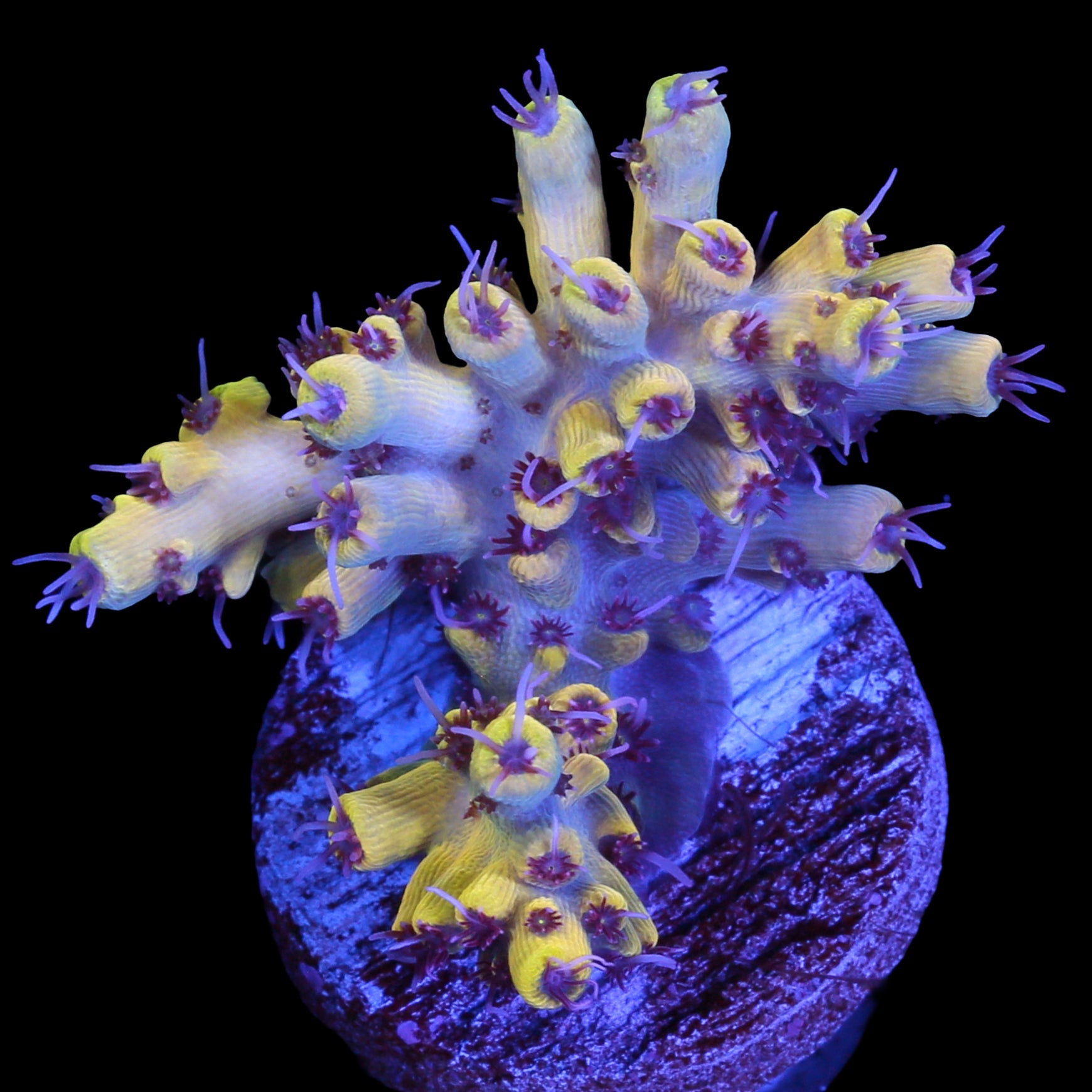 Pink Floyd Acropora Coral - Chunky Frag